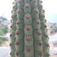 A photo of Haageocereus acranthus