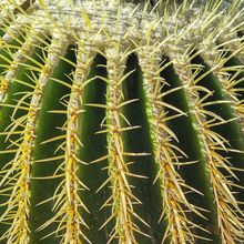 Una foto de Echinocactus grusonii