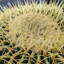 Una foto de Echinocactus grusonii