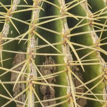 Una foto de Echinocactus grusonii