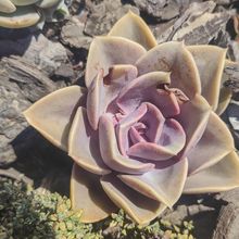 Foto de un cactus que se está identificando actualmente