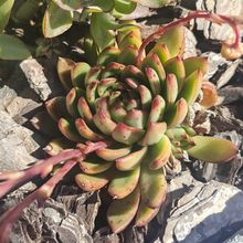 A photo of Echeveria agavoides 