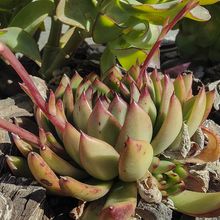 Echeveria agavoides 