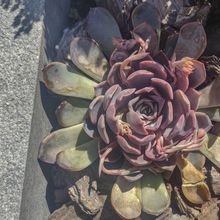 Foto de un cactus que se está identificando actualmente