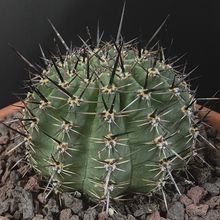 Foto de un cactus que se está identificando actualmente