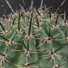 Foto de un cactus que se está identificando actualmente