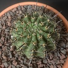 Foto de un cactus que se está identificando actualmente