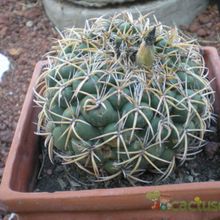 A photo of Coryphantha elephantidens