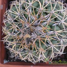 A photo of Coryphantha elephantidens