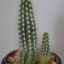 A photo of Echinocereus nivosus