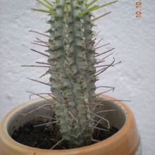 A photo of Euphorbia mammillaris fma. variegada