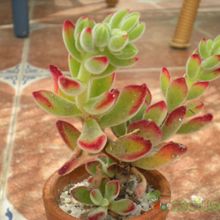 Una foto de Echeveria pulvinata