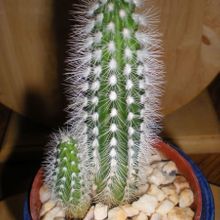 A photo of Echinocereus nivosus