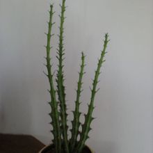 A photo of Euphorbia knuthii