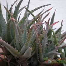 A photo of Aloe parvula