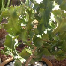 Una foto de Euphorbia bougheyi