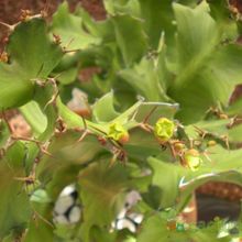 Una foto de Euphorbia bougheyi