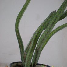 A photo of Euphorbia heterochroma
