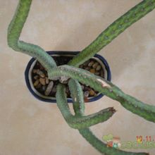 A photo of Euphorbia heterochroma