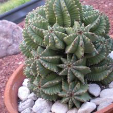 A photo of Euphorbia anoplia