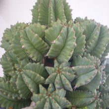 A photo of Euphorbia anoplia