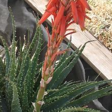 Una foto de Aloe parvula