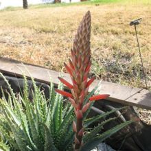 Una foto de Aloe parvula