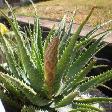 Una foto de Aloe parvula