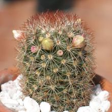 A photo of Mammillaria multihamata