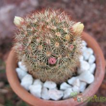 A photo of Mammillaria multihamata