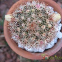 A photo of Mammillaria multihamata