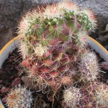 A photo of Mammillaria beneckei