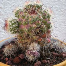 A photo of Mammillaria beneckei