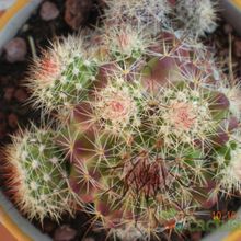 A photo of Mammillaria beneckei