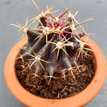 A photo of Ferocactus wislizeni