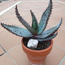 Photo of a cactus currently being identified