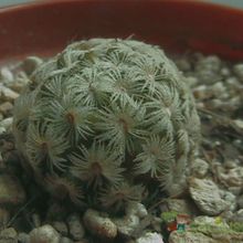 A photo of Mammillaria nana