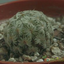 A photo of Mammillaria nana