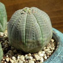 Una foto de Euphorbia obesa