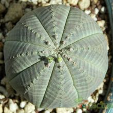 Una foto de Euphorbia obesa