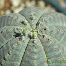 Una foto de Euphorbia obesa