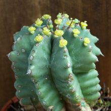A photo of Euphorbia anoplia