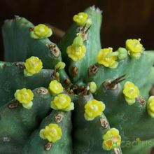 A photo of Euphorbia anoplia
