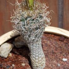 Una foto de Turbinicarpus pseudomacrochele ssp. minimus