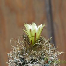 Una foto de Turbinicarpus pseudomacrochele ssp. minimus