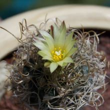 Una foto de Turbinicarpus pseudomacrochele ssp. minimus