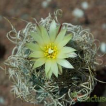Una foto de Turbinicarpus pseudomacrochele ssp. minimus