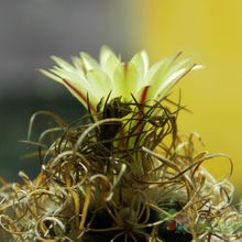 Una foto de Turbinicarpus pseudomacrochele ssp. minimus