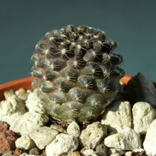 Una foto de Copiapoa humilis subsp. tenuissima