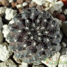Una foto de Copiapoa humilis subsp. tenuissima